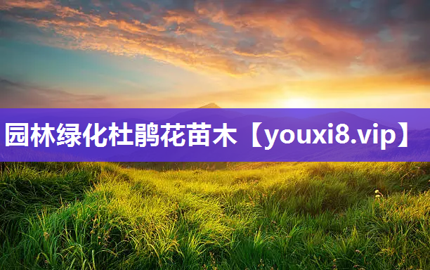 园林绿化杜鹃花苗木