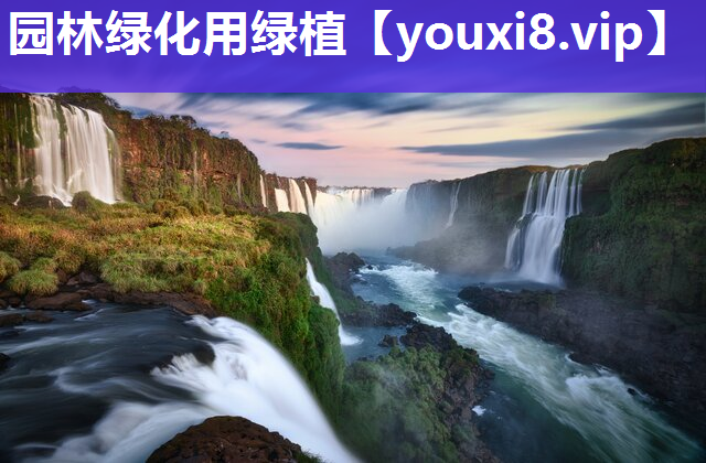 园林绿化用绿植