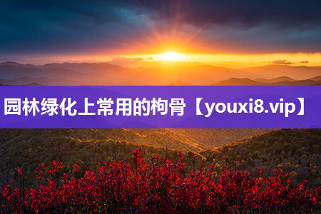 园林绿化上常用的枸骨