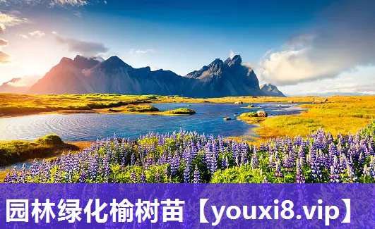 园林绿化榆树苗
